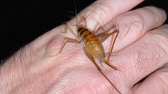 Tachycines asynamorus
