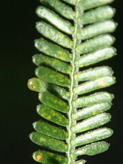Acacia mearnsii