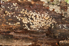 Helicogloea compressa