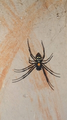 Nephilingis cruentata