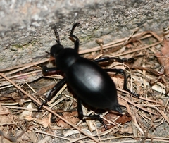 Blaps lusitanica