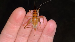 Tachycines asynamorus