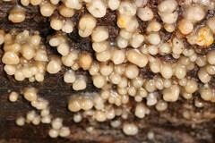 Helicogloea compressa