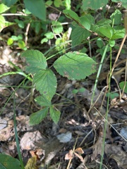Rubus hispidus