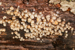 Helicogloea compressa