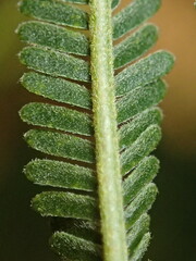 Acacia mearnsii