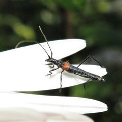Oroderes humeralis