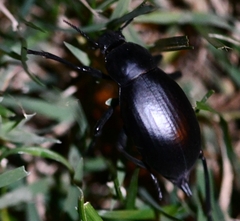 Blaps lusitanica