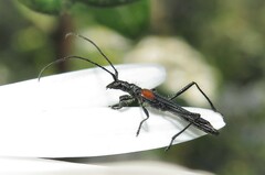 Oroderes humeralis