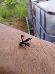 Ocyptamus dimidiatus