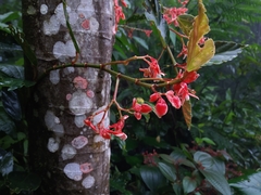 Begonia