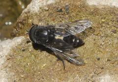 Tabanini