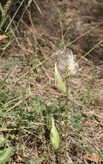 Asclepias viridis