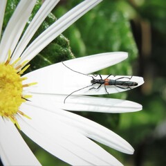 Oroderes humeralis