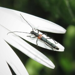 Oroderes humeralis