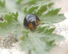 Parexochomus nigromaculatus