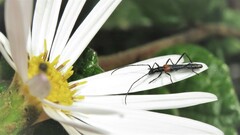 Oroderes humeralis