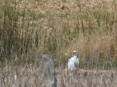 Ardea alba