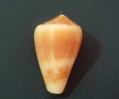 Conus gladiator