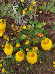 Calceolaria corymbosa