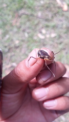 Erginulus subserialis