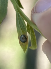 Botryosphaeria dothidea