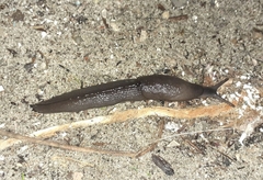 Milacidae