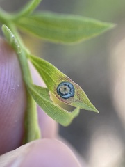 Botryosphaeria dothidea