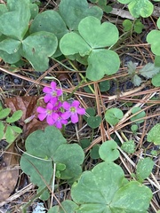 Oxalis debilis