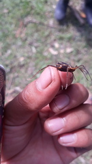 Erginulus subserialis