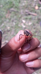 Erginulus subserialis