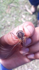 Erginulus subserialis