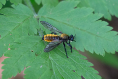Laphria sericea