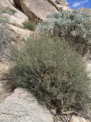 Stillingia linearifolia