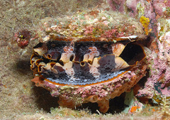Spondylus varius
