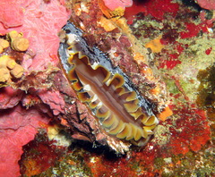 Spondylus varius