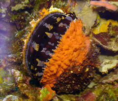 Spondylus varius