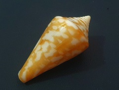 Conus scalaris