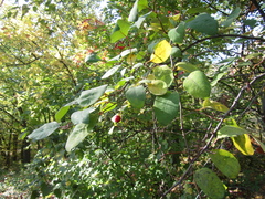 Cotoneaster multiflorus
