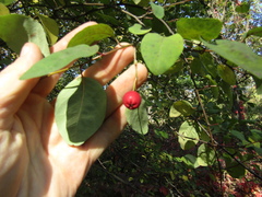 Cotoneaster multiflorus