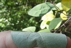 Cotoneaster multiflorus