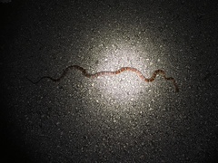Pantherophis guttatus