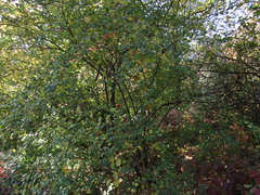 Cotoneaster multiflorus