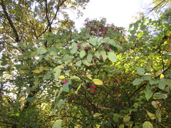 Cotoneaster multiflorus