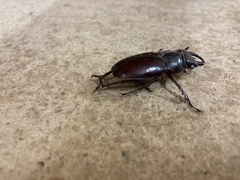 Lucanus capreolus