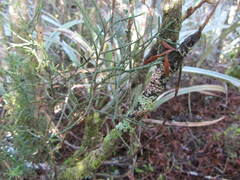 Halocarpus bidwillii