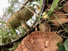 Lactarius tabidus