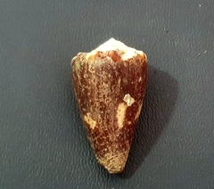 Conus brunneus