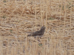 Alaudala rufescens