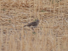 Alaudala rufescens